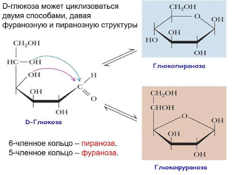 D-глюкоза может циклизоваться двумя способами, давая  фуранозную и пиранозную структуры 6-членное кольцо –